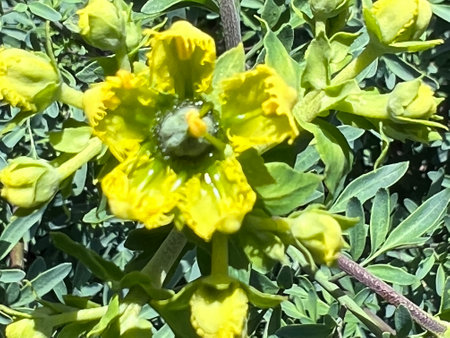 Fringed Rue, Ruta chalepensis, ornamental used in herbal medicine, with divided leaves and yellow flowers with fringed petals, source of chemical compound chalepensinの写真素材