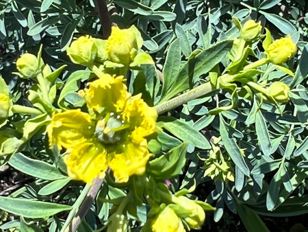 Fringed Rue, Ruta chalepensis, ornamental used in herbal medicine, with divided leaves and yellow flowers with fringed petals, source of chemical compound chalepensinの写真素材