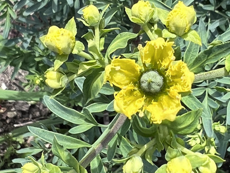 Fringed Rue, Ruta chalepensis, ornamental used in herbal medicine, with divided leaves and yellow flowers with fringed petals, source of chemical compound chalepensinの写真素材