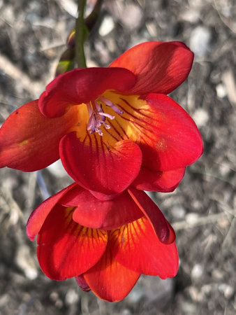 Red River Freesia, beautiful flowers in clusters, red with yellow center with purple stripes, on an oblique stalk emerging from basal tuft of Iris like leaves.の写真素材