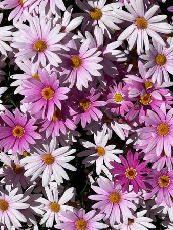Baby Pink Marguirite daisy, Argyranthemum frutescens Angelic Baby Pink, ornamental herb forming compact mounds with deeply dissected leaves, medium sized pink to white flower-headsの写真素材