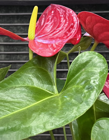 Flamingo Flower, Anthurium andraeanum, ornamental house plant with heart-shaped leaves, red to pink spathe and yellow tail-like spadix, toxic to humans.の写真素材
