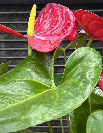 Flamingo Flower, Anthurium andraeanum, ornamental house plant with heart-shaped leaves, red to pink spathe and yellow tail-like spadix, toxic to humans.の写真素材