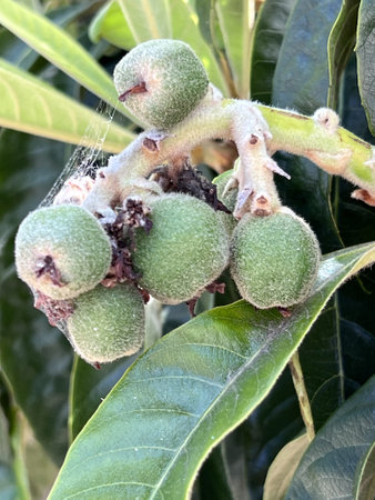 Loquat, Japanese plum, Eriobotrya japonica, evergreen fruit tree with thick leaves and 3-5 cm round to pear-shaped downy fruits ripening yellow to orangeの写真素材