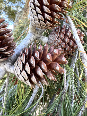 Aleppo pine, Jerusalem pine, Pinus halepensis, evergreen tree with two needles in a spur, reddish brown male cones in clusters and upto 10 cm long female cones, opening when matureの写真素材