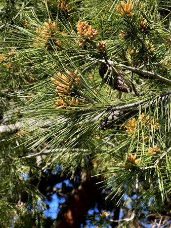 Aleppo pine, Jerusalem pine, Pinus halepensis, evergreen tree with two needles in a spur, reddish brown male cones in clusters and upto 10 cm long female cones, opening when matureの写真素材