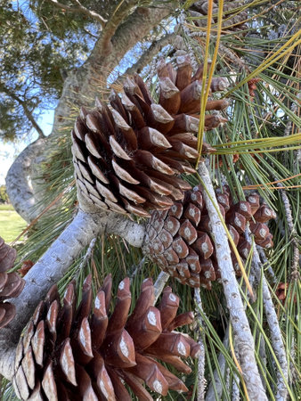 Aleppo pine, Jerusalem pine, Pinus halepensis, evergreen tree with two needles in a spur, reddish brown male cones in clusters and upto 10 cm long female cones, opening when matureの写真素材