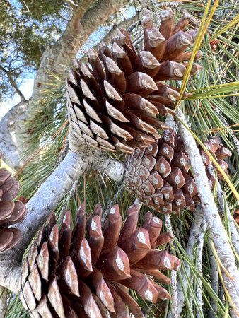 Aleppo pine, Jerusalem pine, Pinus halepensis, evergreen tree with two needles in a spur, reddish brown male cones in clusters and upto 10 cm long female cones, opening when matureの写真素材
