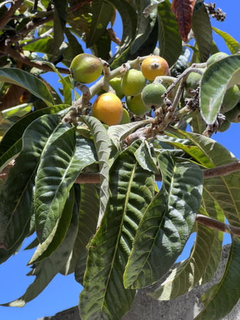 Loquat, Japanese plum, Eriobotrya japonica, evergreen fruit tree with thick leaves and 3-5 cm round to pear-shaped downy fruits ripening yellow to orangeの写真素材