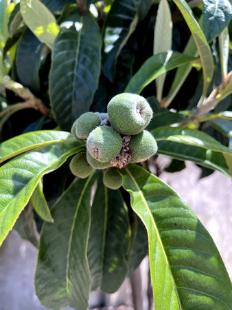 Loquat, Japanese plum, Eriobotrya japonica, evergreen fruit tree with thick leaves and 3-5 cm round to pear-shaped downy fruits ripening yellow to orangeの写真素材