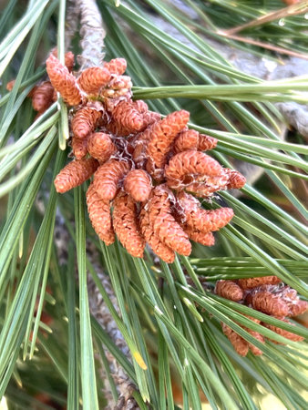 Aleppo pine, Jerusalem pine, Pinus halepensis, evergreen tree with two needles in a spur, reddish brown male cones in clusters and up to10 cm long female cones, opening when matureの写真素材