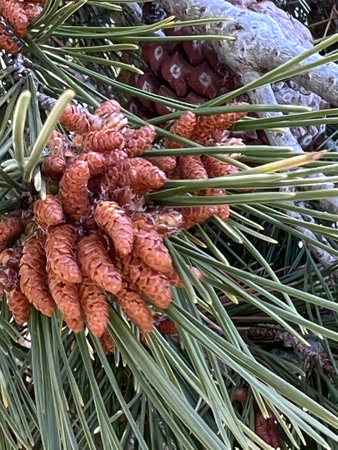 Aleppo pine, Jerusalem pine, Pinus halepensis, evergreen tree with two needles in a spur, reddish brown male cones in clusters and upto 10 cm long female cones, opening when matureの写真素材