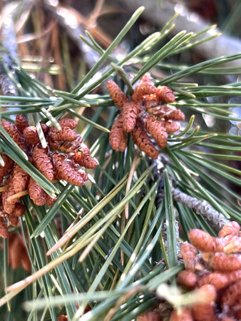 Aleppo pine, Jerusalem pine, Pinus halepensis, evergreen tree with two needles in a spur, reddish brown male cones in clusters and upto 10 cm long female cones, opening when matureの写真素材