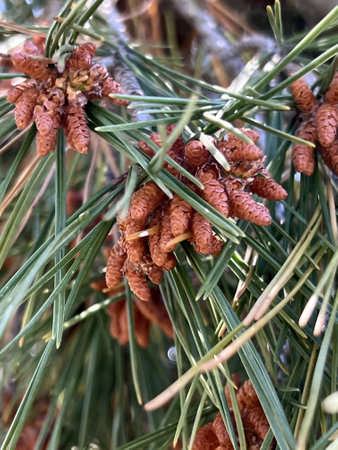 Aleppo pine, Jerusalem pine, Pinus halepensis, evergreen tree with two needles in a spur, reddish brown male cones in clusters and up to 10 cm long female cones, opening when maturの写真素材