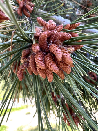 Aleppo pine, Jerusalem pine, Pinus halepensis, evergreen tree with two needles in a spur, reddish brown male cones in clusters and up to 10 cm long female cones, opening when maturの写真素材