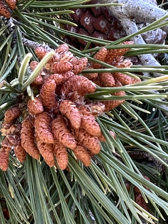 Aleppo pine, Jerusalem pine, Pinus halepensis, evergreen tree with two needles in a spur, reddish brown male cones in clusters and up to 10 cm long female cones, opening when maturの写真素材