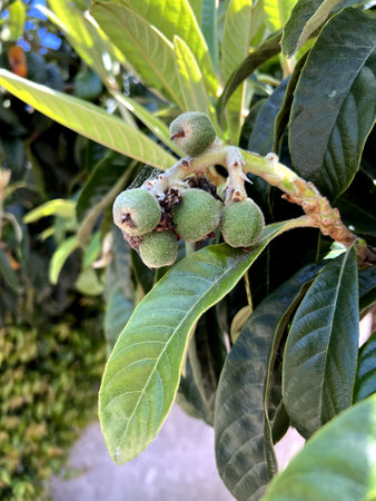 Loquat, Japanese plum, Eriobotrya japonica, evergreen fruit tree with thick leaves and 3-5 cm round to pear-shaped downy fruits ripening yellow to orangeの写真素材