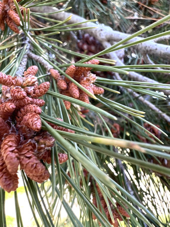 Aleppo pine, Jerusalem pine, Pinus halepensis, evergreen tree with two needles in a spur, reddish brown male cones in clusters and up to 10 cm long female cones, opening when maturの写真素材