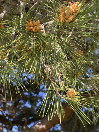 Aleppo pine, Jerusalem pine, Pinus halepensis, evergreen tree with two needles in a spur, reddish brown male cones in clusters and up to 10 cm long female cones, opening when maturの写真素材