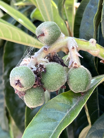 Loquat, Japanese plum, Eriobotrya japonica, evergreen fruit tree with thick leaves and 3-5 cm round to pear-shaped downy fruits ripening yellow to orangeの写真素材