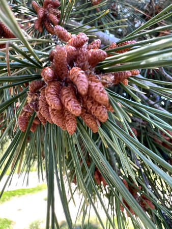 Aleppo pine, Jerusalem pine, Pinus halepensis, evergreen tree with two needles in a spur, reddish brown male cones in clusters and up to 10 cm long female cones, opening when maturの写真素材