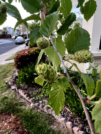 Black birch, Betula nigra, deciduous tree with pinkish bark in thin sheets, small toothed leaves and erect female catkins producing winged seeds.の写真素材