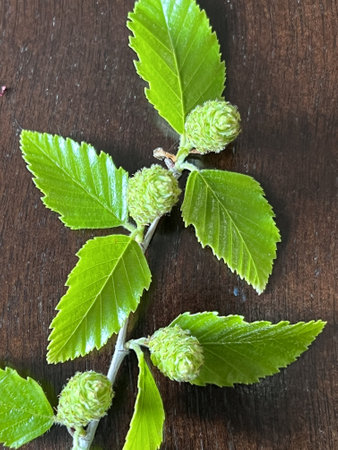 Black birch, Betula nigra, deciduous tree with pinkish bark in thin sheets, small toothed leaves and erect female catkins producing winged seeds.の写真素材