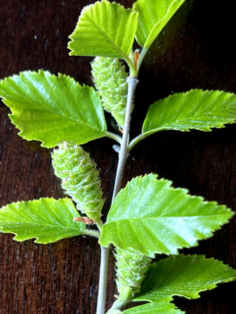 Black birch, Betula nigra, deciduous tree with pinkish bark in thin sheets, small toothed leaves and erect female catkins producing winged seeds.の写真素材