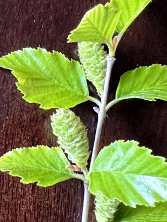 Black birch, Betula nigra, deciduous tree with pinkish bark in thin sheets, small toothed leaves and erect female catkins producing winged seeds.の写真素材