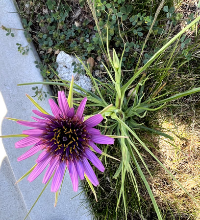 Purple Salsify, Tragopogon porrifolius, wild also cultivated for showy flower head and edible root, tall herb with linear leaves with sheathing leaf bases.の写真素材
