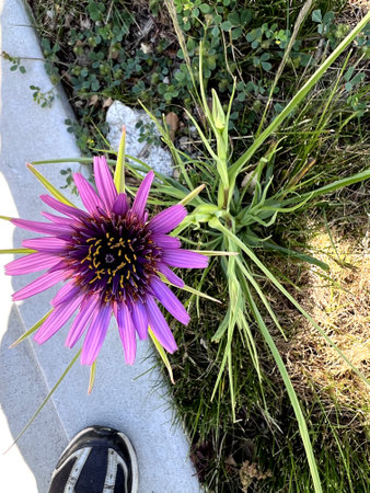 Purple Salsify, Tragopogon porrifolius, wild also cultivated for showy flower head and edible root, tall herb with linear leaves with sheathing leaf bases.の写真素材