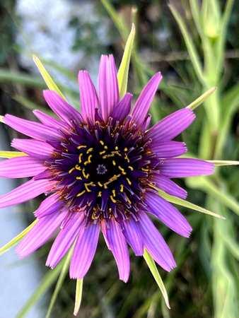Purple Salsify, Tragopogon porrifolius, wild also cultivated for showy flower head and edible root, tall herb with linear leaves with sheathing leaf bases.の写真素材