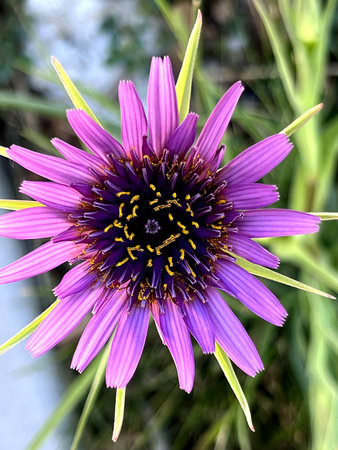 Purple Salsify, Tragopogon porrifolius, wild also cultivated for showy flower head and edible root, tall herb with linear leaves with sheathing leaf bases.の写真素材
