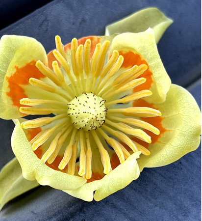 Flower of Tulip Tree, Liriodendron tulipifera, a deciduous tree with alternate lobed leaves and large greenish yellow flowers with orange yellow patches at base, numerous stamens aの写真素材