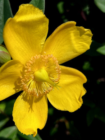 Hypericum calycinum, St. John`s wort, Rose of Sharon, small shrub with oval to oblong green leaves and 5-7 cm across yellow 5-petalled rose like flowersの写真素材