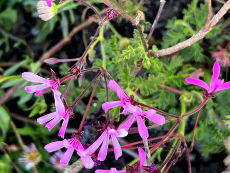 Violet-flower, pelargonium, ionidiflorum, small, shrublet, glandular, hairy, stems, pink, violet, flowers, wine red, marking, some, petals,の写真素材