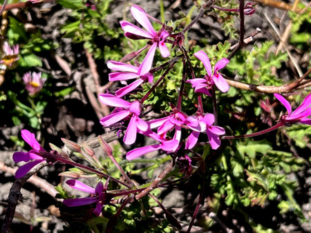 Violet-flower pelargonium, Pelargonium ionidiflorum, small shrublet with glandular hairy stems and pink to violet flowers with wine red marking on some petals.の写真素材
