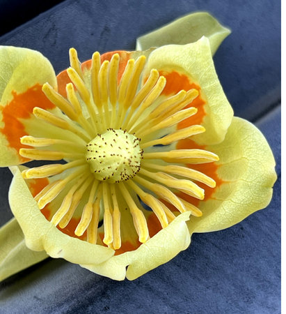 Flower of Tulip Tree, Liriodendron tulipifera, a deciduous tree with alternate lobed leaves and large greenish yellow flowers with orange yellow patches at base, numerous stamens aの写真素材