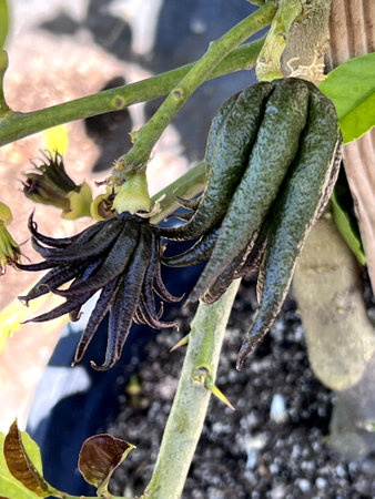 Young Buddha's Hand fruits, Citrus medica var. sarcodactylis, fruits divided into segments resembling human hand, often offered at Buddhist temples.の写真素材