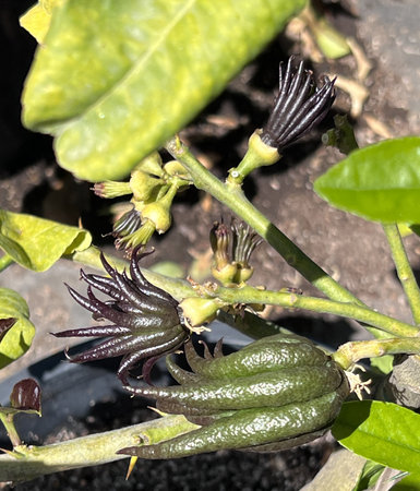 Young Buddha's Hand fruits, Citrus medica var. sarcodactylis, fruits divided into segments resembling human hand, often offered at Buddhist temples.の写真素材