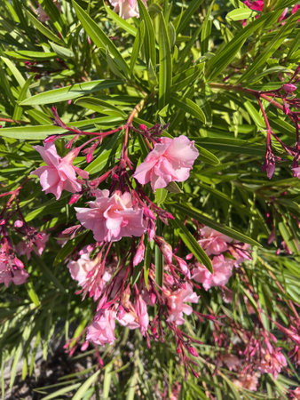 Oleander Pink Beauty, Nerium oleander, shrub with linear-lanceolate leaves and large salver-shaped pink flowers in terminal clustersの写真素材