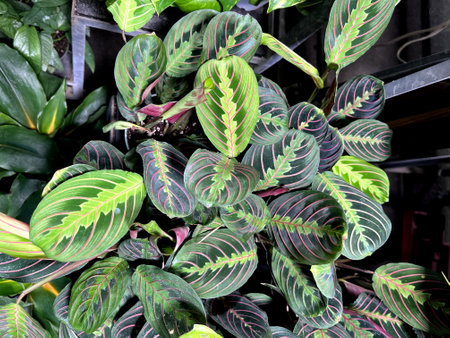 Red Vein Prayer Plant, Maranta leuconeura var. erythroneura, perennial herb with red midrib and veins and pale yellow-green markings and patches around the midrib.の写真素材