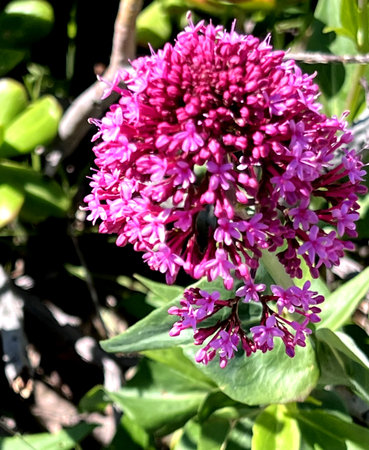 Red Valerian, Centranthus ruber, Kiss-me-quick, ornamental herb to subshrub with opposite leaves and crimson to red small flowers in terminal large inflorescence.の写真素材