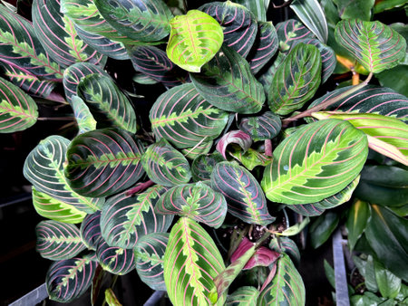 Red Vein Prayer Plant, Maranta leuconeura var. erythroneura, perennial herb with red midrib and veins and pale yellow-green markings and patches around the midrib.の写真素材
