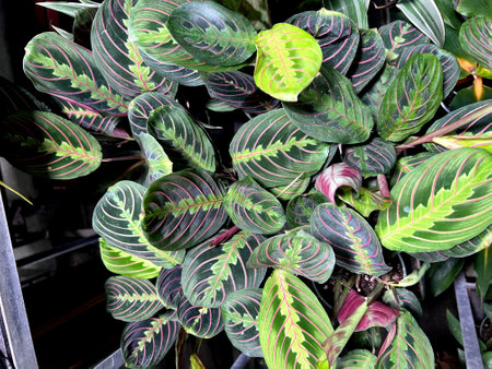 Red Vein Prayer Plant, Maranta leuconeura var. erythroneura, perennial herb with red midrib and veins and pale yellow-green markings and patches around the midrib.の写真素材