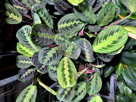 Red Vein Prayer Plant, Maranta leuconeura var. erythroneura, perennial herb with red midrib and veins and pale yellow-green markings and patches around the midrib.の写真素材
