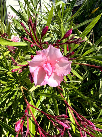 Oleander Pink Beauty, Nerium oleander, shrub with linear-lanceolate leaves and large salver-shaped pink flowers in terminal clustersの写真素材