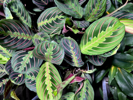Red Vein Prayer Plant, Maranta leuconeura var. erythroneura, perennial herb with red midrib and veins and pale yellow-green markings and patches around the midrib.の写真素材