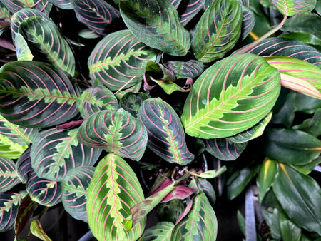 Red Vein Prayer Plant, Maranta leuconeura var. erythroneura, perennial herb with red midrib and veins and pale yellow-green markings and patches around the midrib.の写真素材