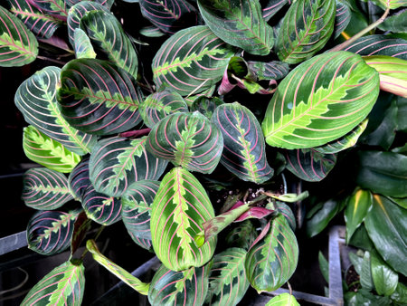 Red Vein Prayer Plant, Maranta leuconeura var. erythroneura, perennial herb with red midrib and veins and pale yellow-green markings and patches around the midrib.の写真素材